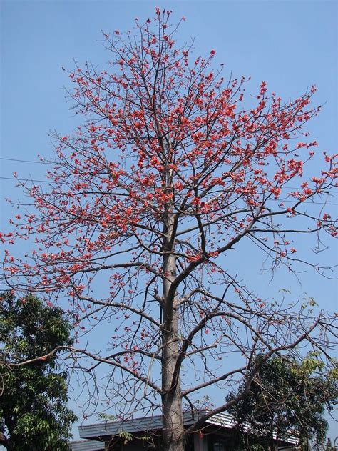 malabulak trees|Malabulak Tree .